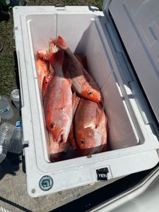 Snapper Haul Of The Day In Panama City 